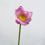 Realistic artificial pink silk lotus flower bloom on stem for home decor and floral arrangements