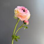 Silk ranunculus (2 heads) AHHY5004 in pink
