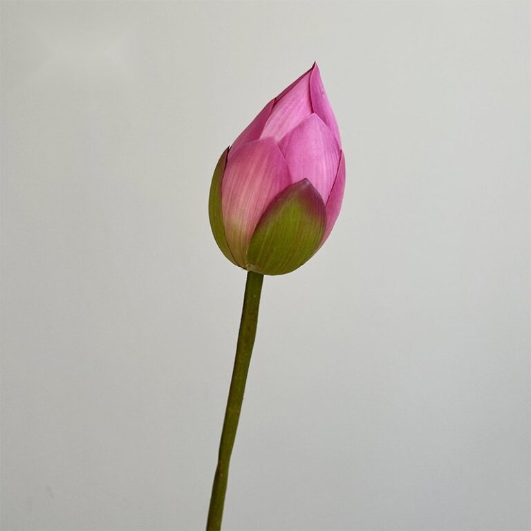 Pink lotus flower bud on a stem against white background, perfect for elegant decorative arrangements.