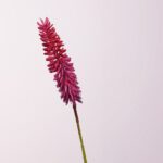 Single vibrant purple Aloe-like floral stalk, perfect for tropical botanical arrangements.