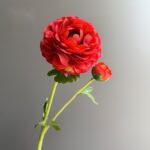 Silk ranunculus (2 heads) AHHY5004 in red