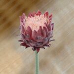 Realistic Flocking-King Protea faux flower stem for artificial wedding flowers or home décor.