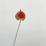 Realistic faux Anthurium flower stem suitable for wedding centerpieces or home decor arrangements.