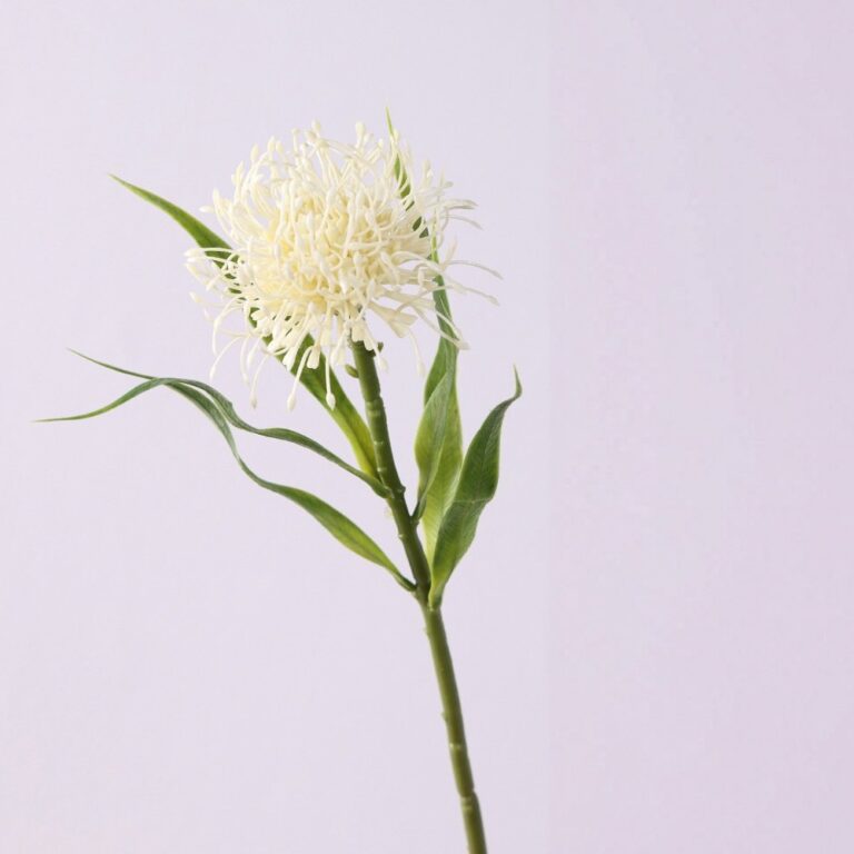 White Pu-Pincushion flower branch featuring delicate blooms on a lush green stem.