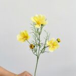 Silk cosmos spray ZZHY3005 in yellow