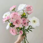 Silk ranunculus (2 heads) ZZHY6005 in white