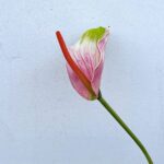 Real touch Anthurium flower with pink and green variegation, displayed on a stem.