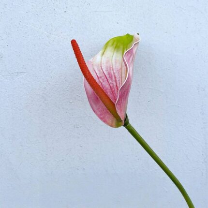 Real touch Anthurium flower with pink and green variegation, displayed on a stem.
