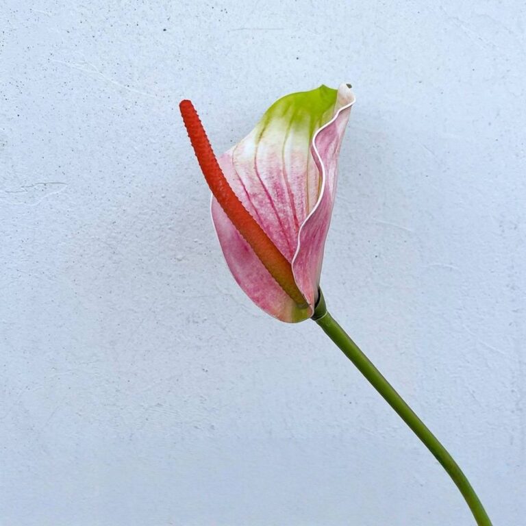Real touch Anthurium flower with pink and green variegation, displayed on a stem.