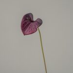 Vibrant red Anthurium flower displayed on a single green stem