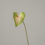 Close-up of EVA Anthurium flower spathe bloom on stem. Perfect tropical floral decor.