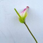 Realistic Anthurium flower bloom on stem, perfect for tropical home décor accents.