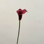 Realistic artificial calla lily flower on a stem for home or wedding decor.