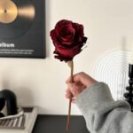Hand holding a deep red silk rose against a stylish album record backdrop.