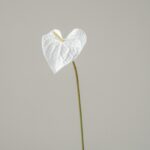White Anthurium bloom on a stem, featuring heart-shaped petals perfect for tropical decor.