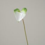 Close-up view of white and green Anthurium flower spathe on a slender stem.
