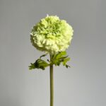 Close-up of a vibrant green ranunculus flower with layered petals and a green stem.