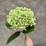 Realistic artificial lime green silk hydrangea bouquet featuring lush leaves for indoor decor