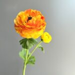Silk ranunculus (2 heads) AHHY5004 in orange