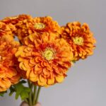 Close-up of vibrant orange zinnia flowers with yellow centers.