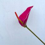 Realistic pink Anthurium flower on a stem, ideal for tropical floral decor and home accents.