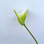 Artificial green Anthurium bloom with white edges, perfect for floral arrangements and decor.