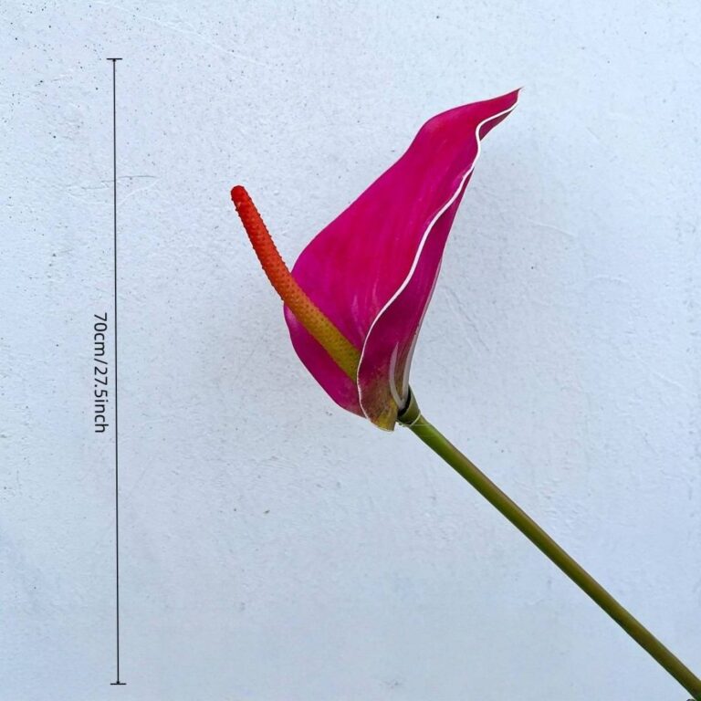 Vibrant pink Anthurium flower bloom on a green stem against white background, showing scale