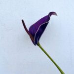 Deep purple artificial Anthurium bloom display, perfect for modern floral arrangements and home decor.