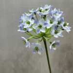 Realistic artificial flower display of blue Agapanthus silk flower, perfect decorative accent.