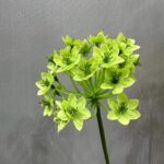 Bright green silk Agapanthus artificial flower bloom cluster.