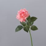 Realistic pink artificial rose bloom with green leaves, a beautiful decorative silk flower.