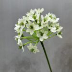 Clustered white silk Agapanthus flowers, an artificial flower decoration.