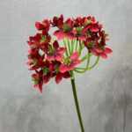 Artificial flower silk arrangement of deep red Agapanthus by nb8 floral.