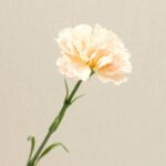 Single artificial carnation bloom in creamy peach tones, suitable for floral arrangements.