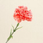Realistic artificial flower carnation stem, ideal for faux wedding bouquets and decor.