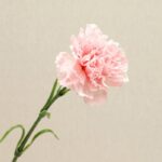 Pink artificial flower carnation, perfect faux wedding flowers for lasting decor arrangements.