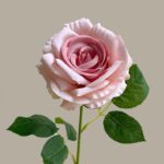 Elegant pink silk faux rose, ideal artificial flower for wedding decor.