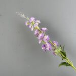 Silk Delphinium 2 Forks - 86-GDDH6009 artificial flower in purple