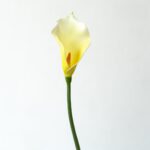 PU Calla Lily - 43-TJBLD4005 artificial flower in yellow