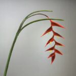 Red real touch hanging bird of paradise, 9 bracts