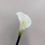 Close-up of a white real touch calla lily TB3009 with yellow spadix and green-tinged base