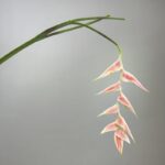 Pink real touch hanging bird of paradise, 9 bracts