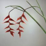 Two red real touch hanging bird of paradise stems