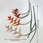 Hanging bird of paradise size: 97 cm stem, 41 cm flower spike
